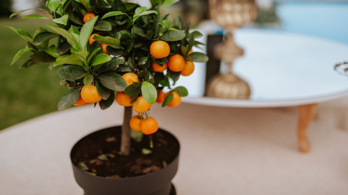 come curare pianta di mandarino