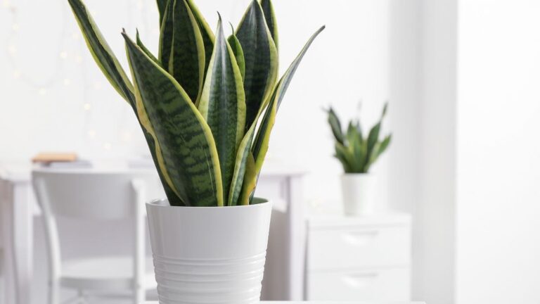 Piante anti-umidità e cattivi odori: le 5 specie perfette per la tua casa quali sono le piante che assorbono umidità e cattivi odori