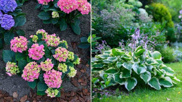 Piante che amano l’ombra: il tocco di colore per il tuo giardino quali piante usare se hai un'aiuola all'ombra