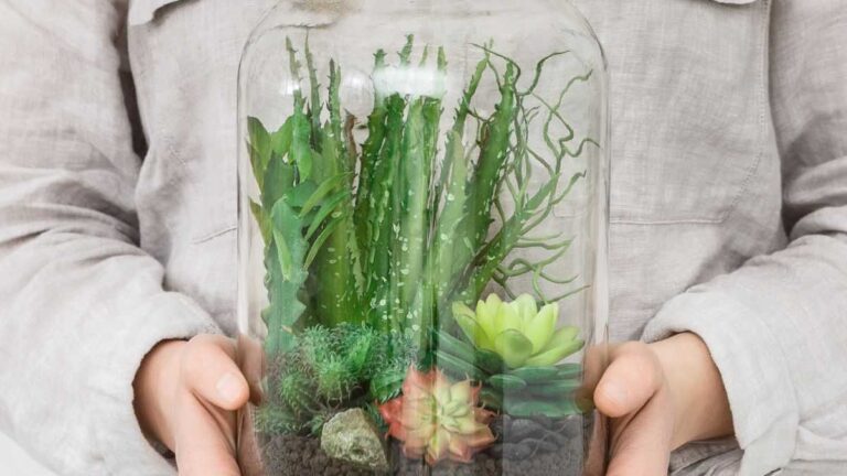 Le piante ideali per un terrario: 5 varietà piccole e resistenti quali piante sono adatte al terrario