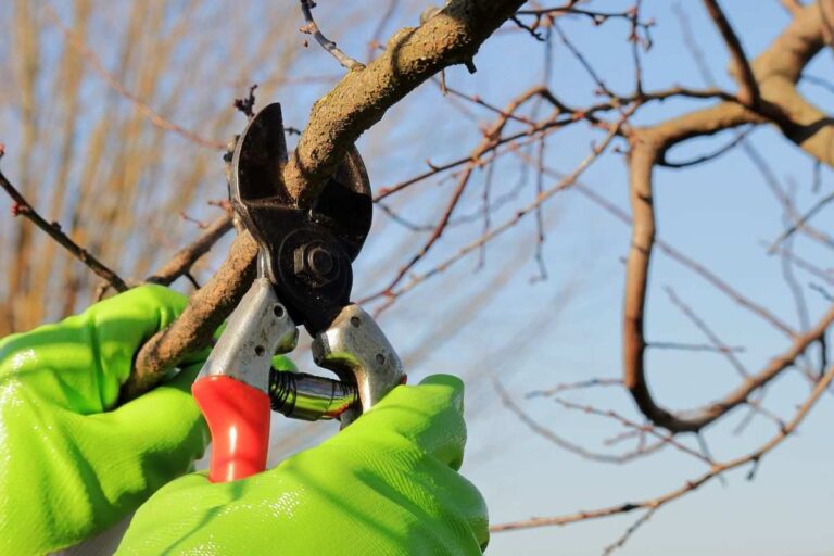 Fiori e frutti abbondanti? Scopri quali piante potare a dicembre per risultati incredibili perché potare a dicembre