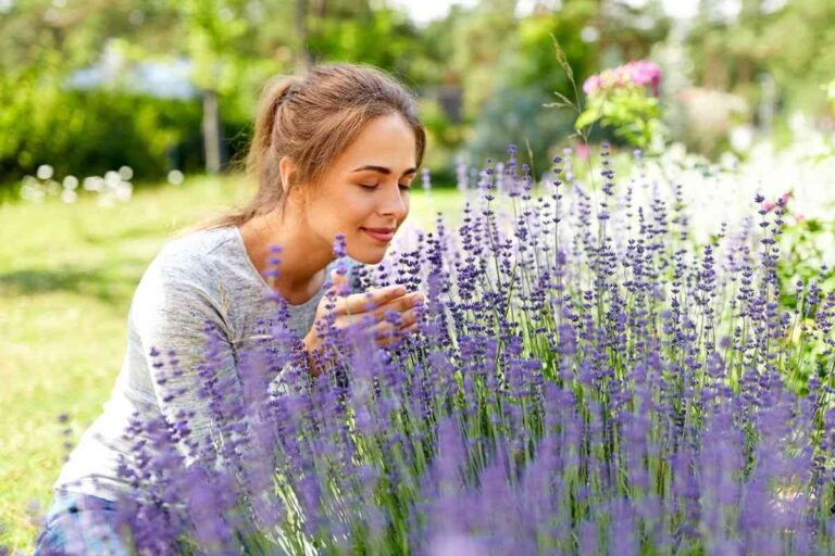 Lavanda in inverno: la doppia potatura che fa la differenza per la sopravvivenza perché la lavanda ha bisogno della doppia potatura