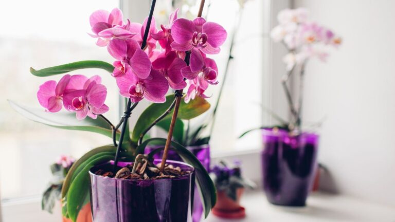 Radici rosse nell’Orchidea? Ecco come risolvere il problema perché l'orchidea può avere le radici rosse