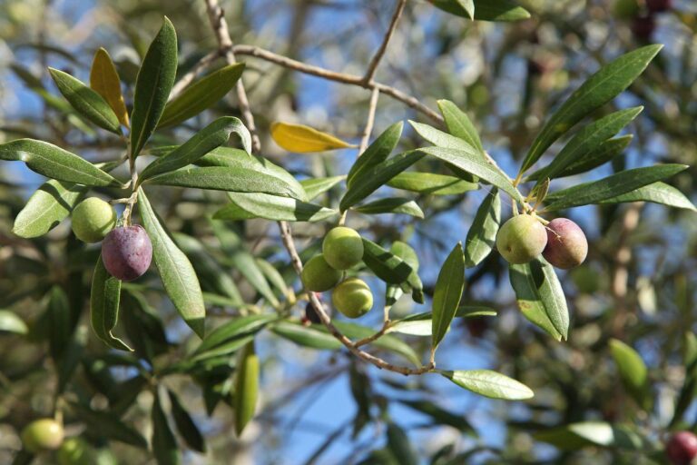 Rami di ulivo appena potati: 6 motivi per non buttarli mai Non buttare i rami di ulivo appena potati