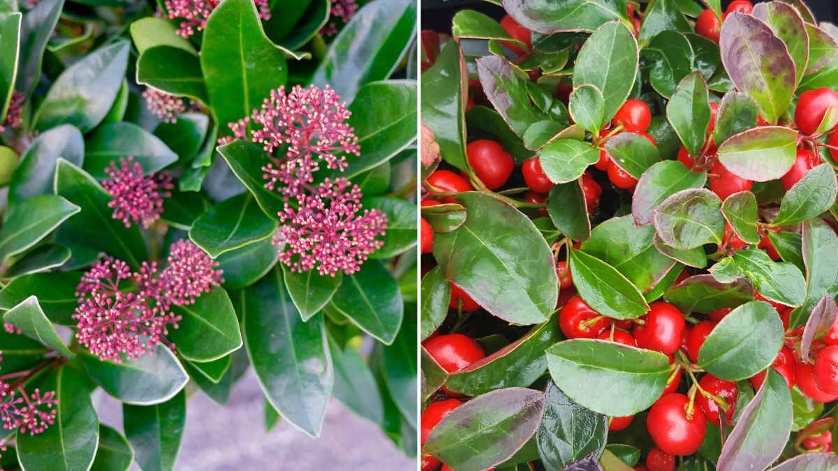 metti sul tuo balcone piante resistenti al freddo come la skimmia e la gaulteria