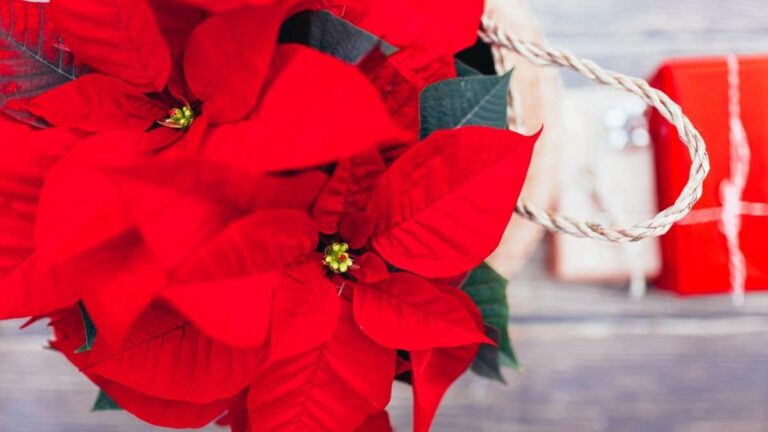 Perché la Poinsettia è perfetta per l'inverno? Il simbolo del Natale che non può mancare perché la stella di natale è perfetta per le festività