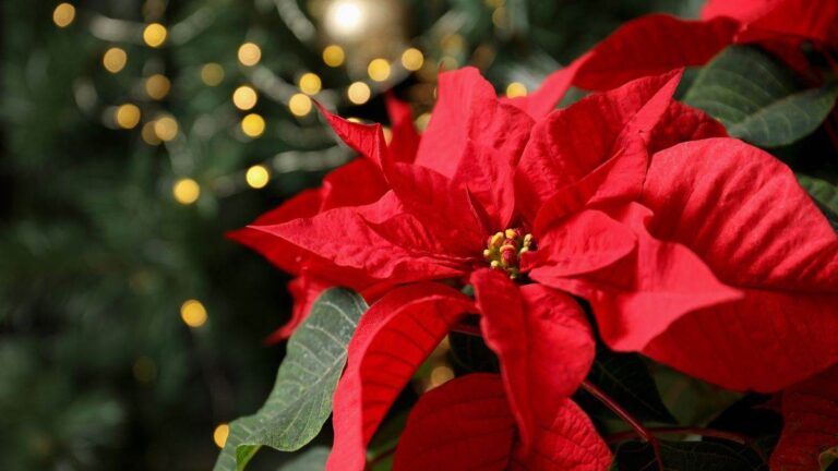 La tua Stella di Natale non brilla più? Scopri come rimediare alle foglie macchiate cosa fare se la stella di Natale presenta macchie