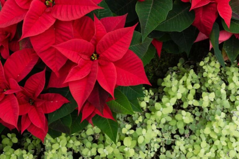 La Stella di Natale si spoglia? 4 ragioni per cui sta perdendo le foglie perché le foglie della stella di natale possono cadere