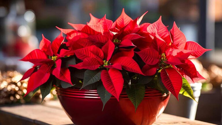 Come concimare le Stelle di Natale con il caffè per farle splendere tutto l’anno concimare le Stelle di Natale con il caffè