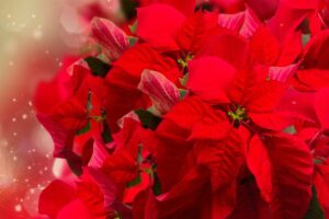 Le piante natalizie da regalare