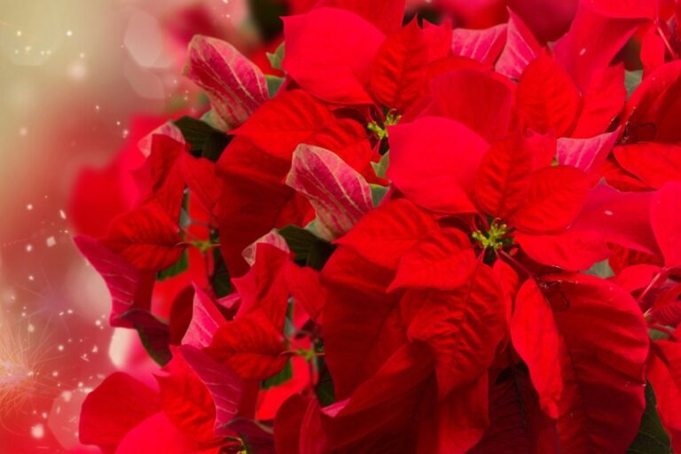 Le piante natalizie più affascinanti da regalare e crescere in casa Le piante natalizie da regalare