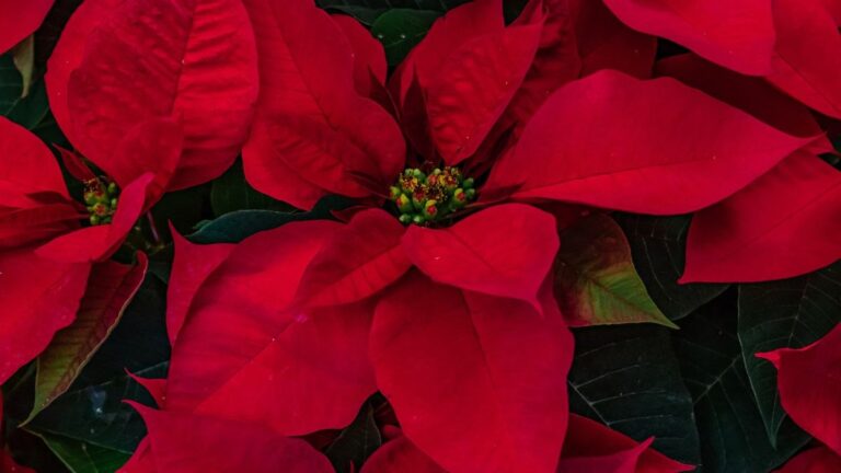 Stella di Natale: la linfa bianca è pericolosa? Ecco cosa sapere la linfa della stella di natale è pericolosa?