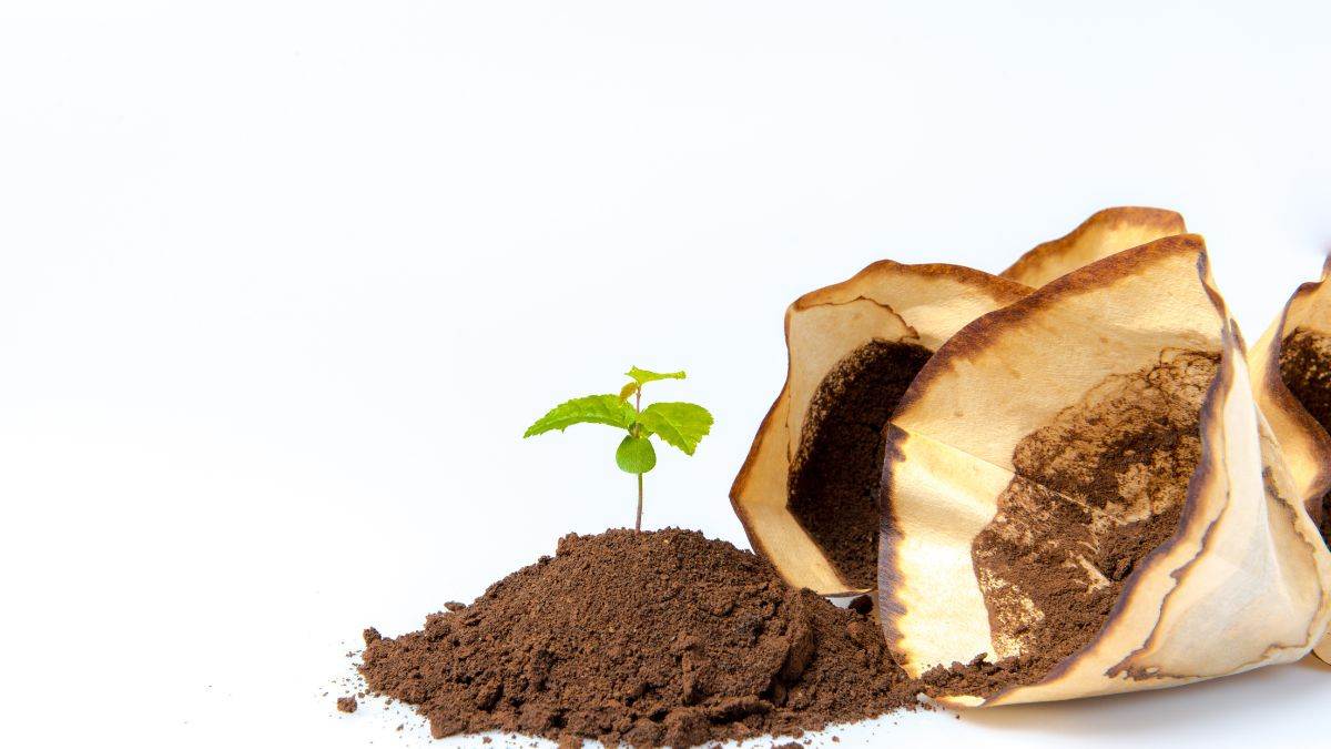 utilizzi dei fondi del caffè per le pulizie