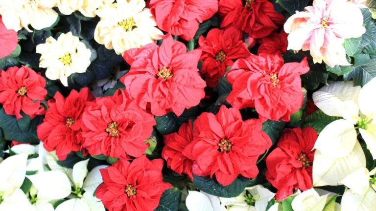 Winter Rose: la Stella di Natale dai fiori spettacolari perché la winter rose è unica