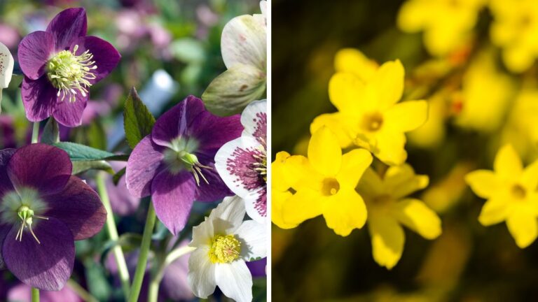 5 piante sorprendenti che fioriscono in inverno, anche quando c'è la neve Piante invernali