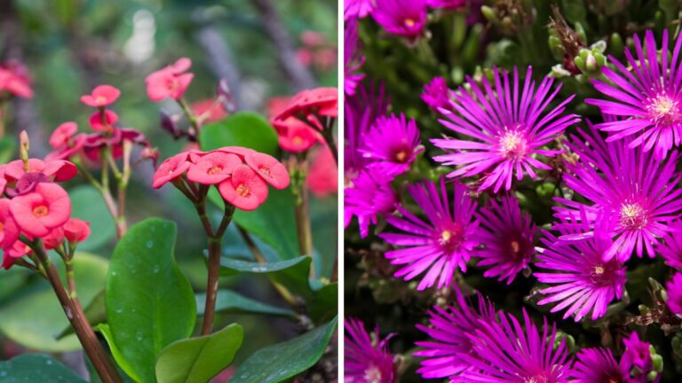 7 piante resistenti al freddo che daranno un tocco tropicale al tuo balcone d'inverno Piante che resistono al freddo