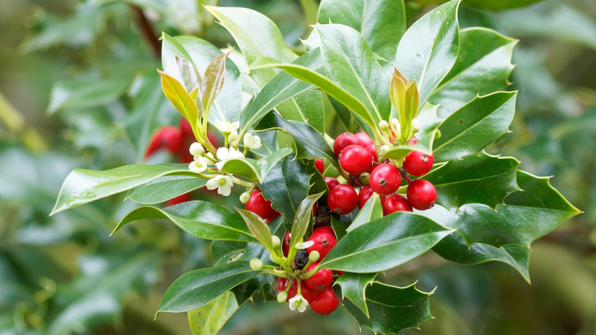 Pianta resistente al freddo