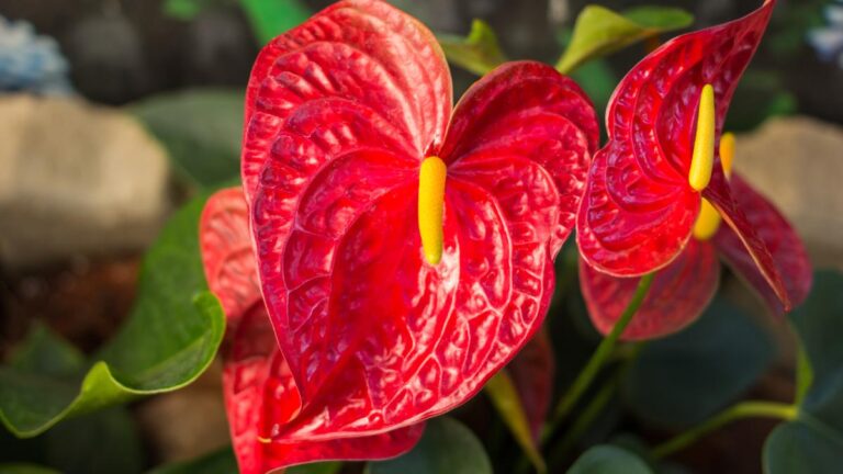 Anthurium con foglie marroni: i rimedi per salvarlo subito Come curare l'Anthurium con le foglie marroni