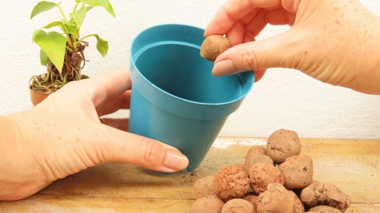 Perché dovresti usare l’argilla espansa per il benessere delle tue piante (e come farlo) Argilla espansa