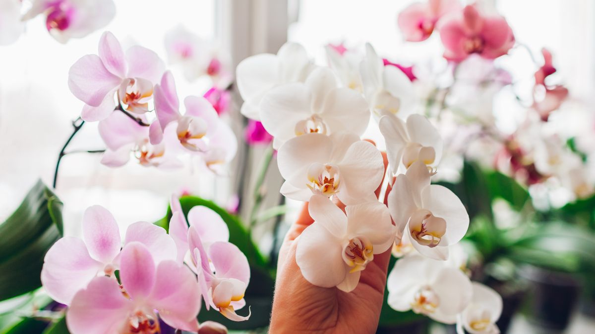Perché i boccioli dell’orchidea non si aprono