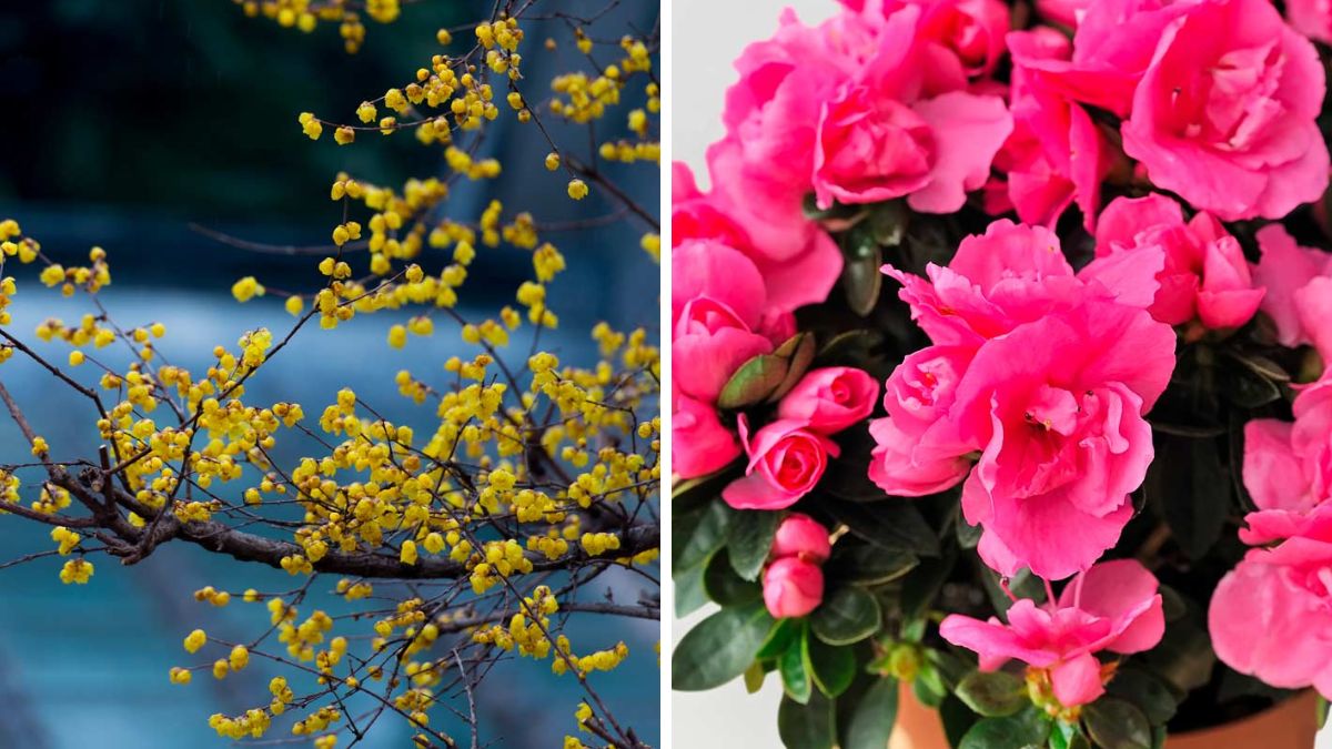 piante invernali per balcone e terrazzo