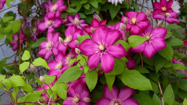 Potare le clematis: ecco come farlo senza sbagliare Come potare le clematis senza errori