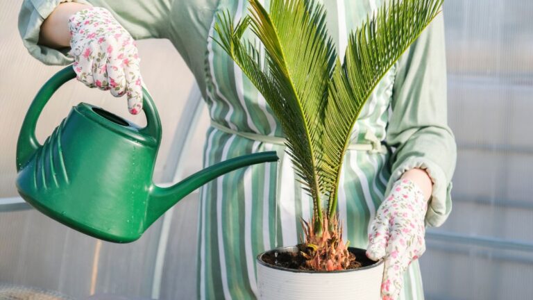 Rinvasare la Cycas: come farlo correttamente e favorire la sua crescita rigogliosa Rinvasare la Cycas
