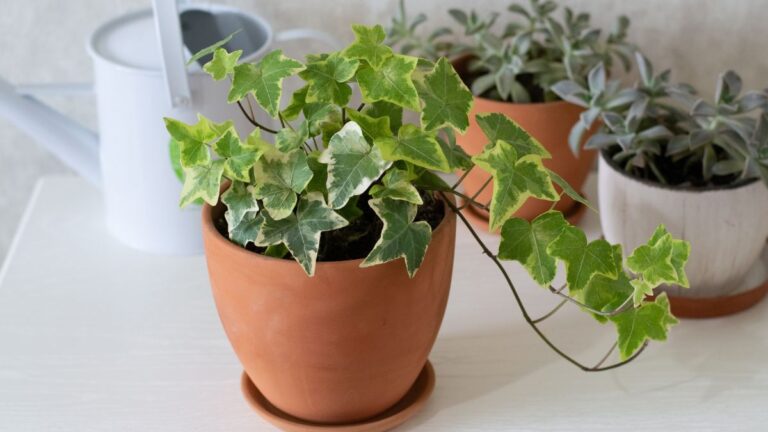 L’edera da interno che cresce senza sforzo: scopri come prendertene cura al meglio Edera inglese