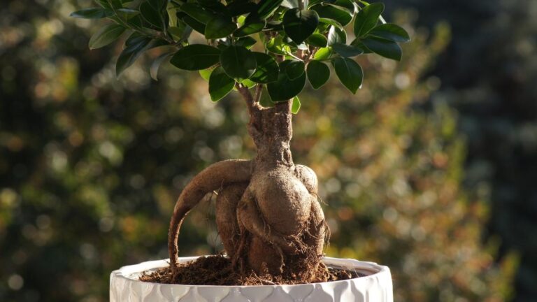 Ficus Bonsai con tronco molle? Scopri come salvare la tua pianta con questi semplici passaggi Il tronco molle del ficus bonsai