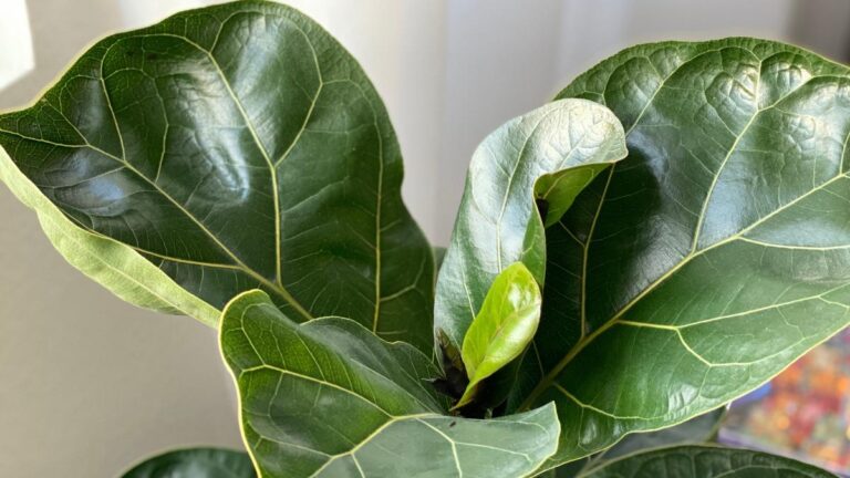 Quale Ficus scegliere per il tuo appartamento? Ecco le varietà migliori Le tipologie di Ficus pe la casa