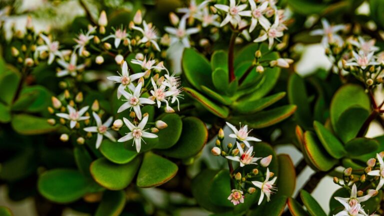 Fiori magnifici sull'albero di Giada: il segreto che non conoscevi Albero di Giada bucce di banana