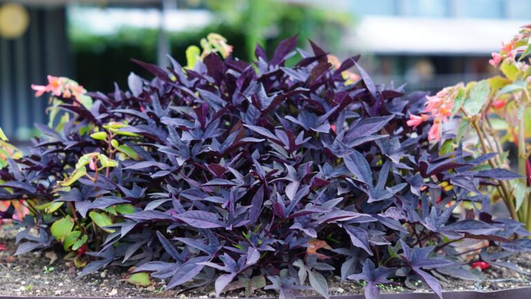 La patata americana: scopri l'Ipomea batatas, la pianta tropicale più affascinante Ipomea batatas, la pianta tropicale della patata americana