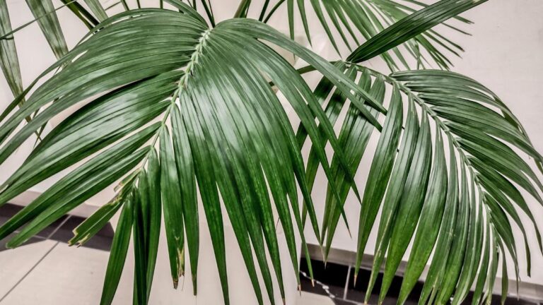 Kenzia, la palma perfetta per la tua casa: scopri come curarla e mantenerla sana Come curare la tua Kenzia