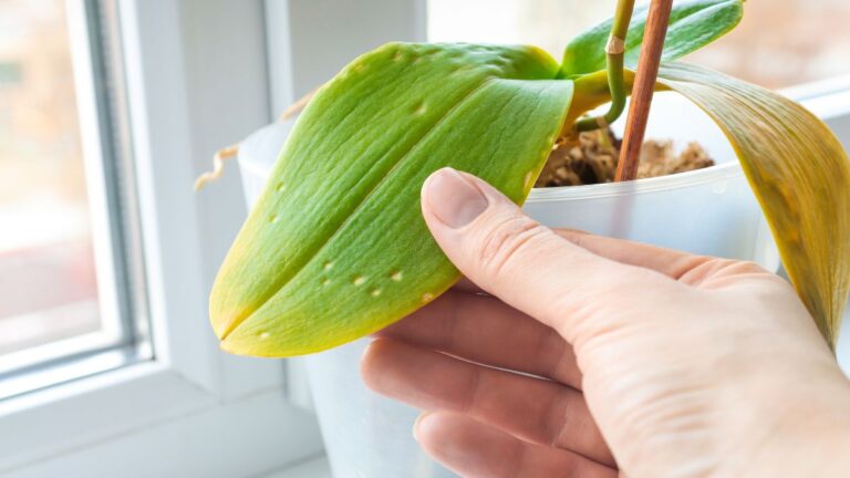 Macchie sulle foglie di orchidea: cosa sono e come trattarle per salvare la tua pianta Orchidea con macchie sulle foglie