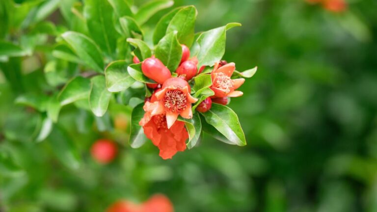 Vuoi coltivare il melograno in casa o giardino? Scopri come ottenere frutti ricchi di sapore Come coltivare la pianta di melograno