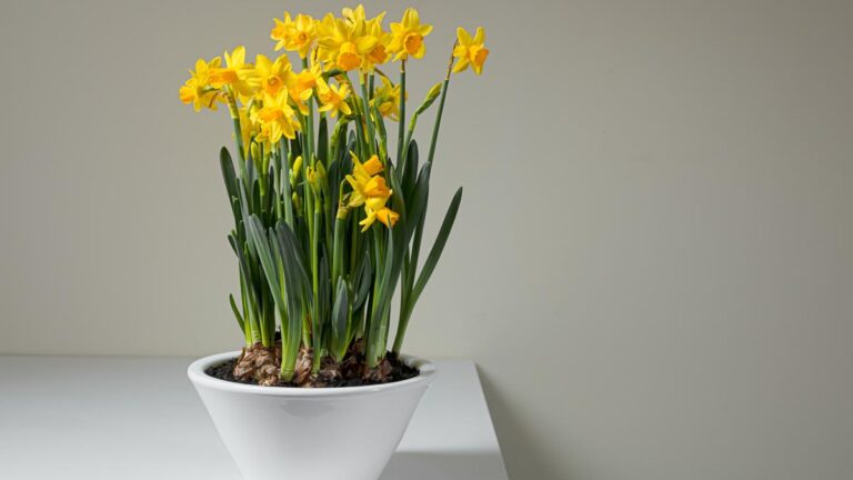 Coltivare narcisi in vaso: semplice e facile, anche per i principianti Come coltivare i narcisi in vaso
