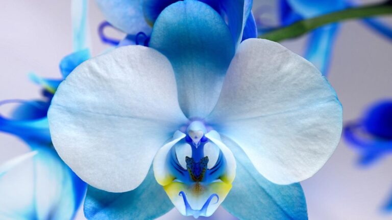 Le orchidee blu esistono? Ecco cosa devi sapere prima di acquistarne una Le orchidee blu esistono?