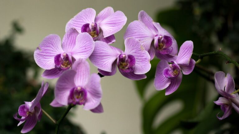 Orchidea mostra foglie spezzate? Ecco come risolvere subito Foglie spezzate Orchidea