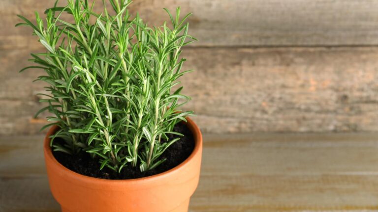Rosmarino in inverno: i segreti per non farlo seccare Consigli per non far seccare la pianta di rosmarino in inverno
