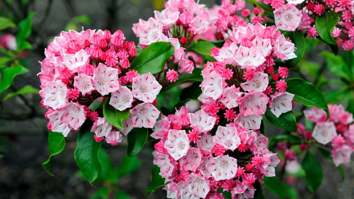 Pianta per esterno inverno