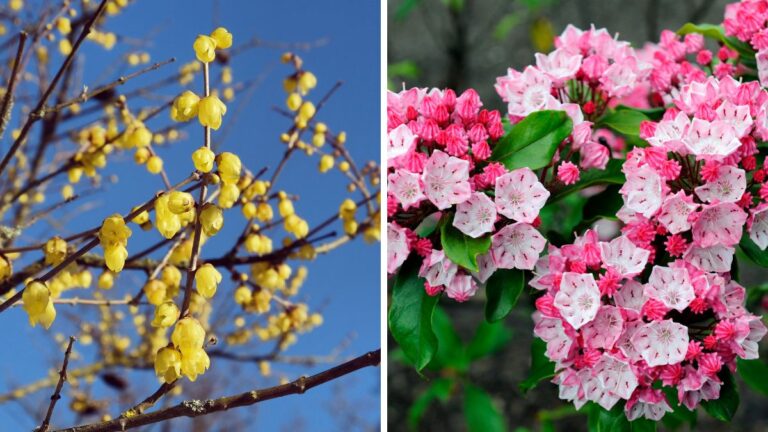 Piante da esterno che resistono al freddo: le migliori scelte per l’inverno Piante invernali