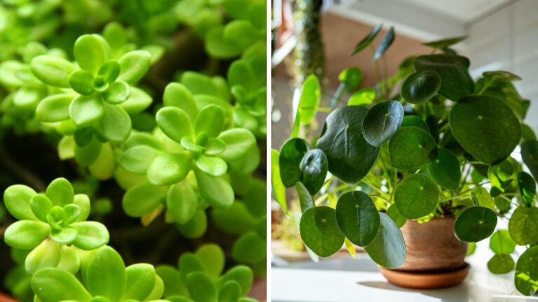 Piante grasse portafortuna: come e dove posizionarle per la massima energia positiva Piante grasse che portano fortuna