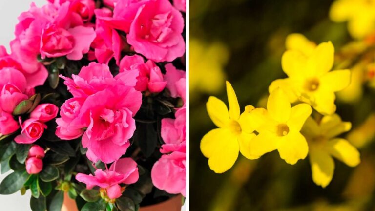 Colora il tuo inverno: le migliori piante resistenti per balcone e terrazzo piante resistenti per balcone e terrazzo