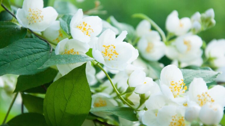 Potare il gelsomino: tutto quello che devi sapere per farlo bene Potatura del gelsomino