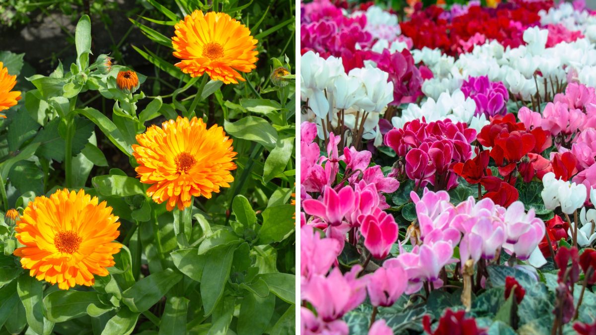 Cosa piantare a febbraio