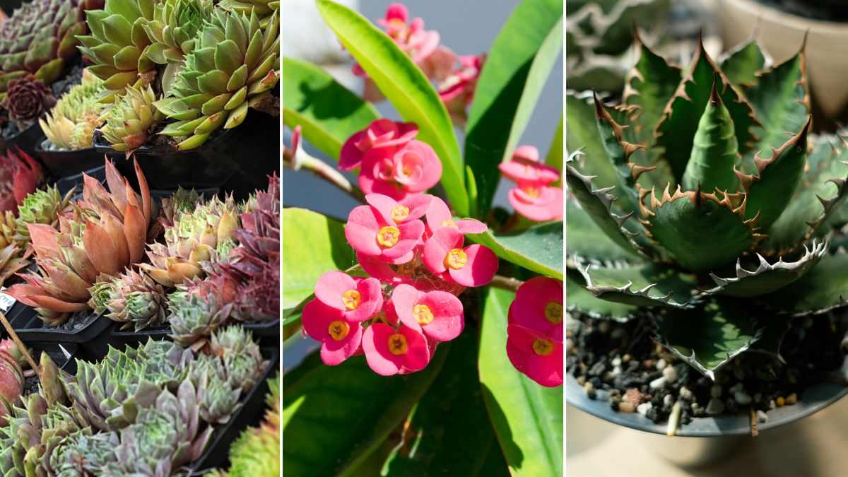 piante grasse resistenti al freddo