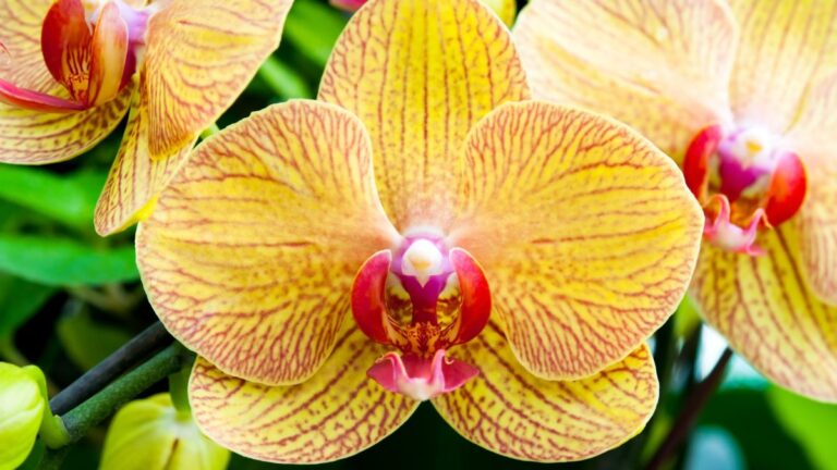 Orchidea: cosa fare quando cadono i fiori? I segreti per farli tornare splendenti Fiori orchidea che cadono cosa fare