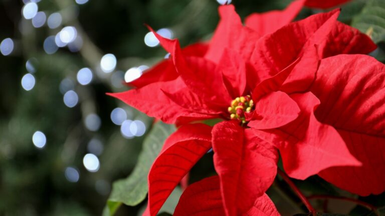 La Stella di Natale può essere pericolosa per cani e gatti? Ecco cosa sapere La tossicità della Stella di Natale per gli animali