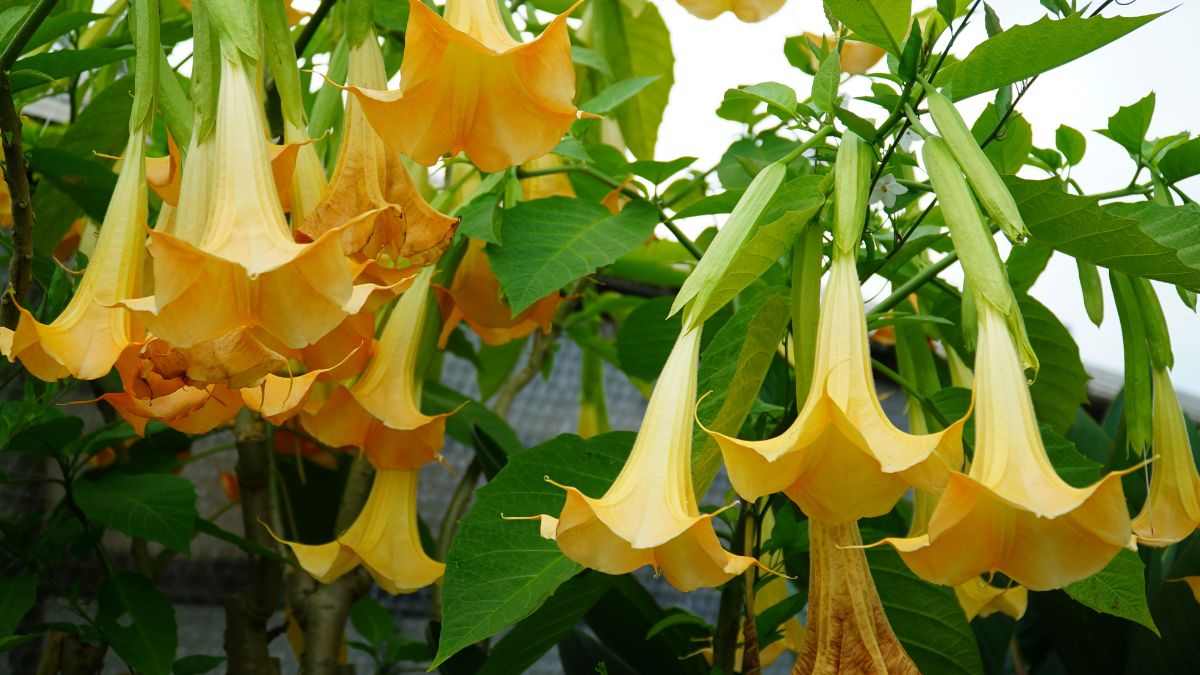 perché scegliere queste piante