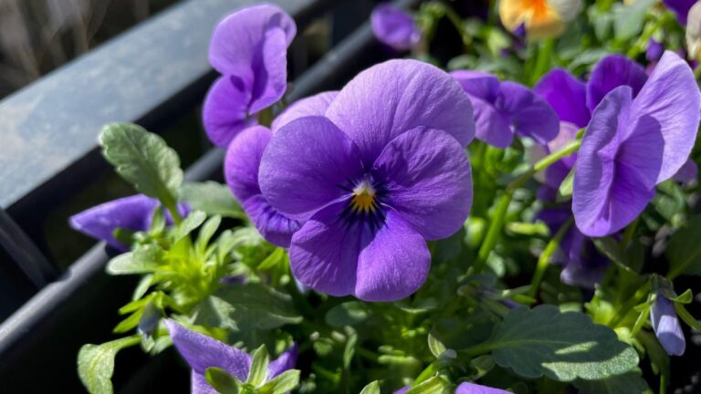 Giardino e balcone a gennaio: le più belle piante da coltivare Piante a Gennaio
